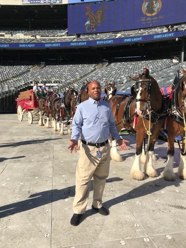 Budweiser Clydesdales on the Field